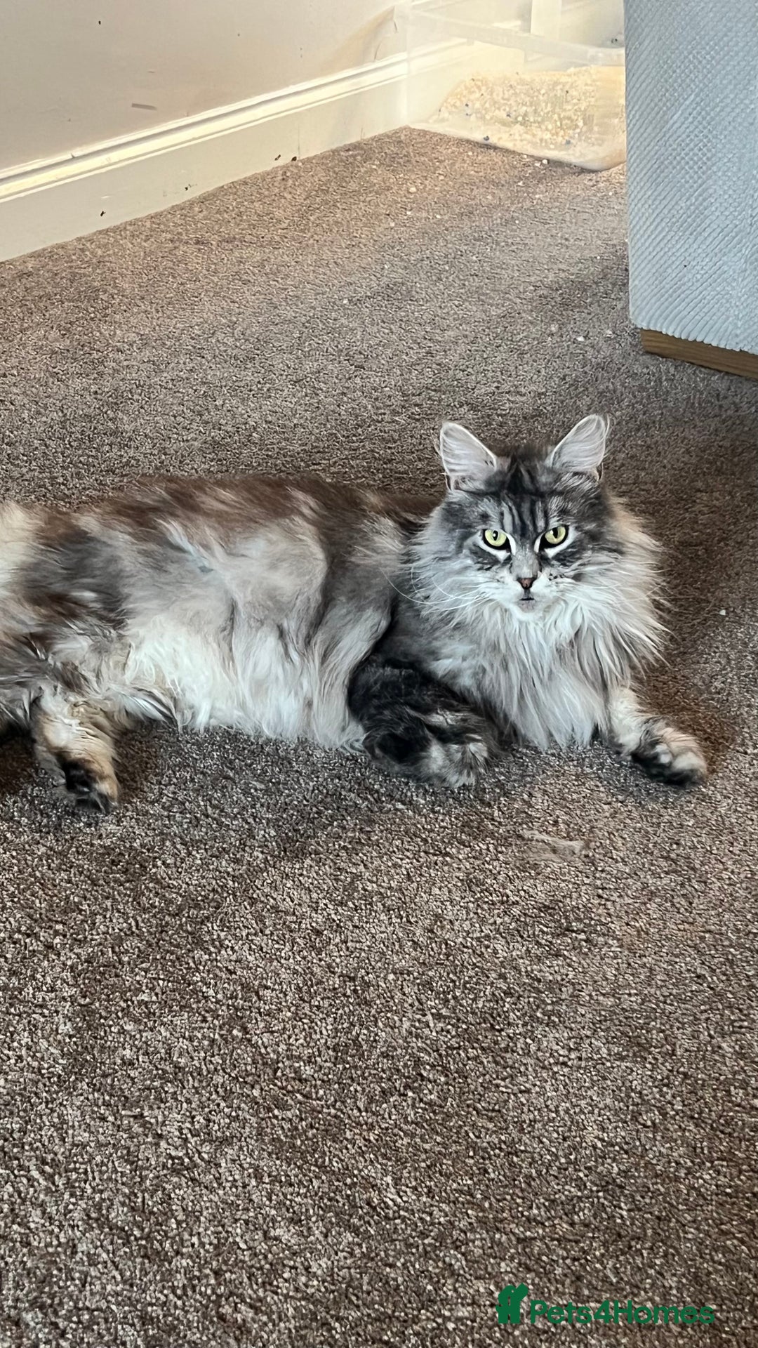 Maine Coon cats for sale: Top quality Maine coon kittens - Image 16
