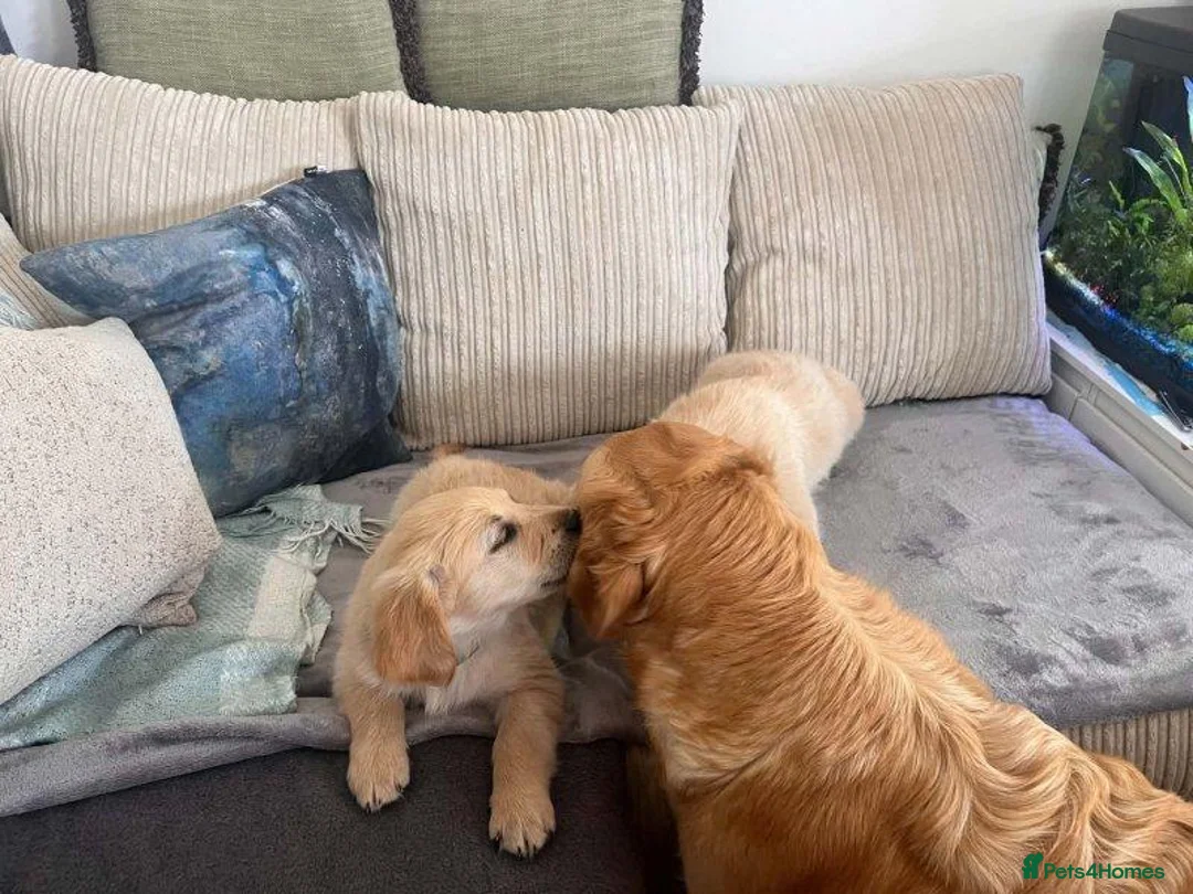 Golden Retriever dogs for sale: Beautiful Golden Retriever puppy in High Peak - Advert 2
