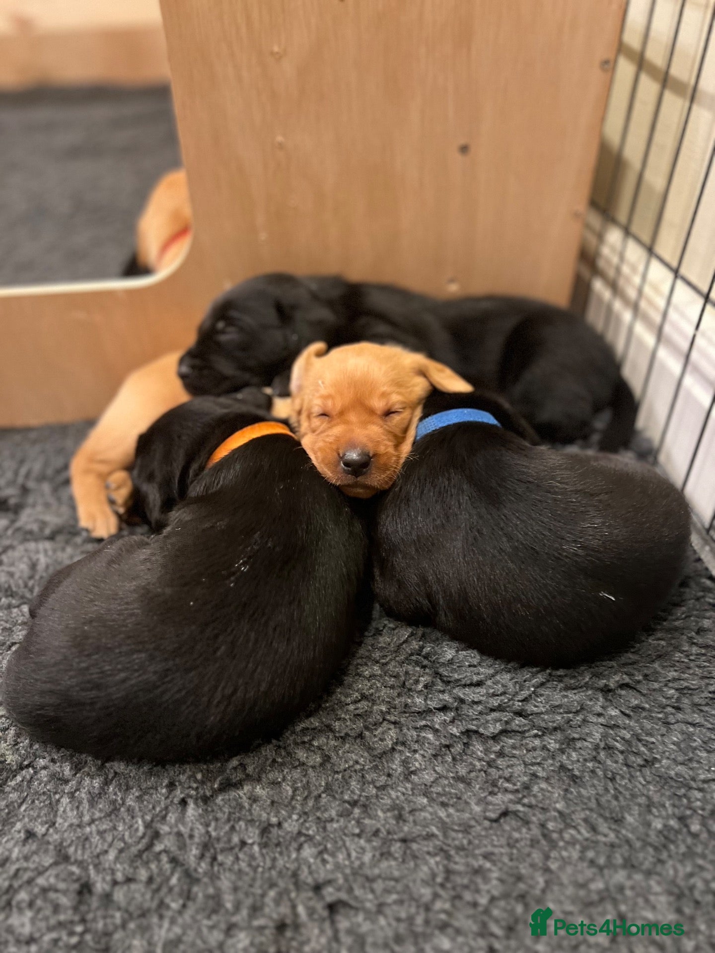 Labrador Retriever dogs for sale: Stunning KC Registered Working Labrador Puppies   - Advert 1