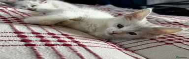 Maine Coon 6