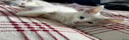 Maine Coon cats for sale: 🐾 Beautiful Maine Coon kittens  - Advert 3