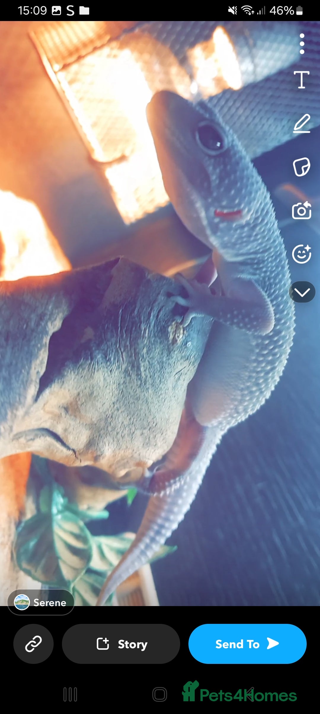 Leopard Gecko reptiles for sale: Morph eclipse lepord geco male  - Advert 2