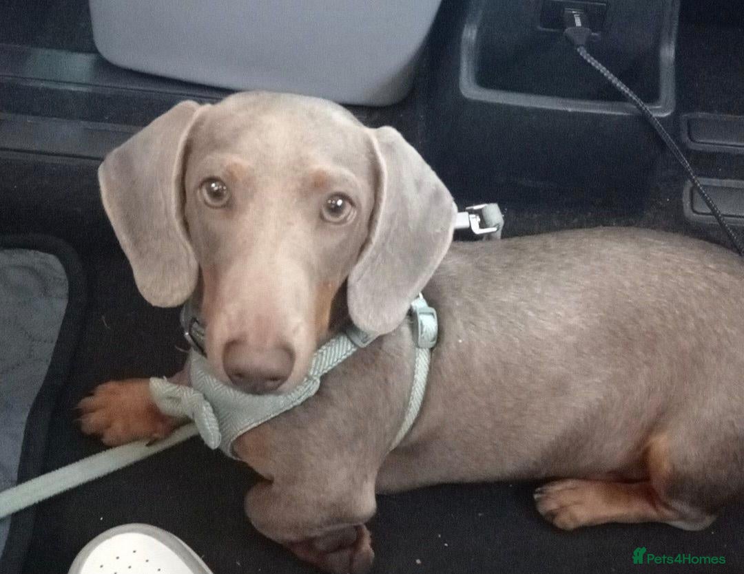 Miniature Dachshund dogs  8-MONTH-OLD MINIATURE DACHSHUND & FULL SET UP - Advert 14