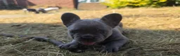 French Bulldog dogs for sale: French Bulldog Puppies, 1 Boy💙 and 2 Girls🩷🩷 - Advert 22