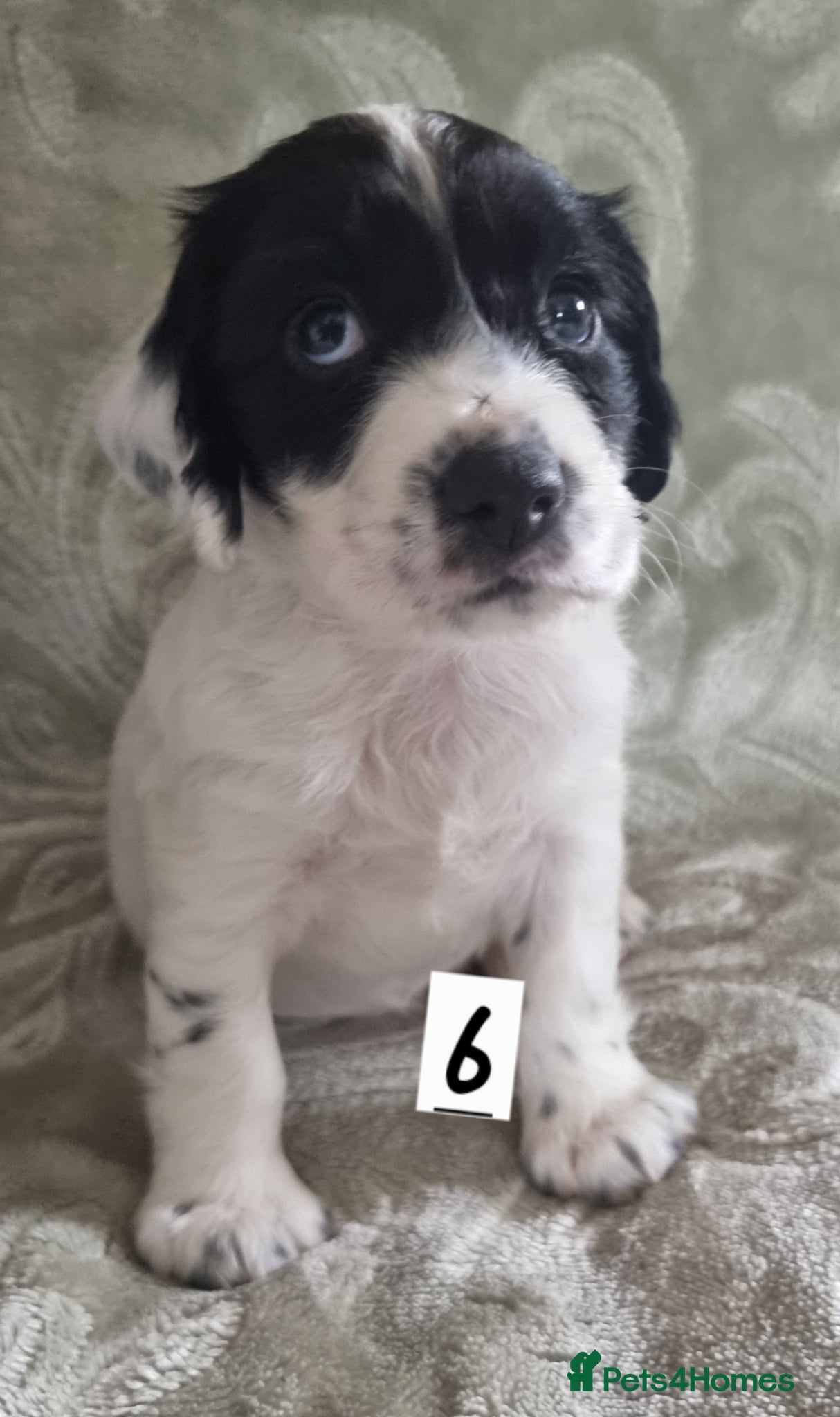 Cocker Spaniel dogs Cocker spaniel pups - Advert 1