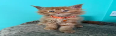 Maine Coon Kitten 2