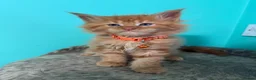 Maine Coon cats for sale: Beautiful Maine Coon Kittens – Ready to Reserve - Advert 10