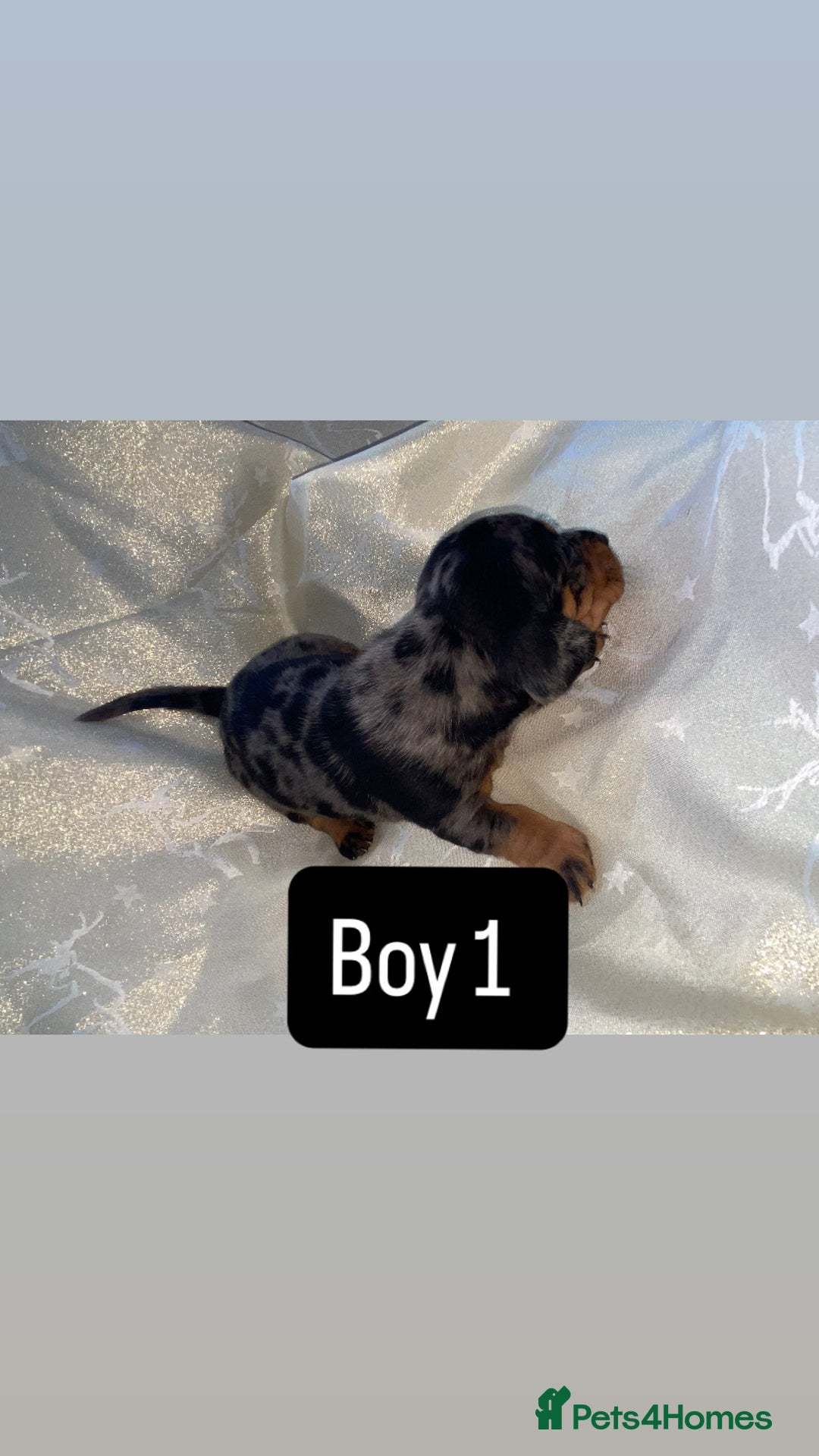 Dachshund dogs for sale: Dapple dachshund puppies for sale  - Image 4