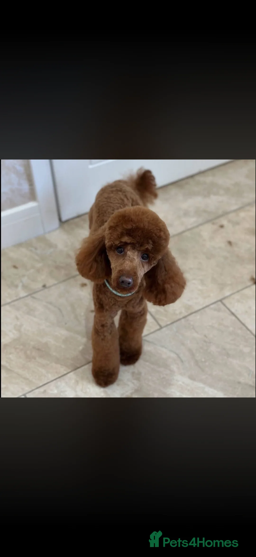 Cockapoo dogs for sale: Cockapoo dog for sale  - Advert 3