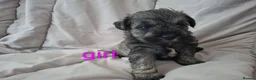 Miniature Schnauzer dogs for sale:  Cutest miniature schnauzer puppies  - Advert 5