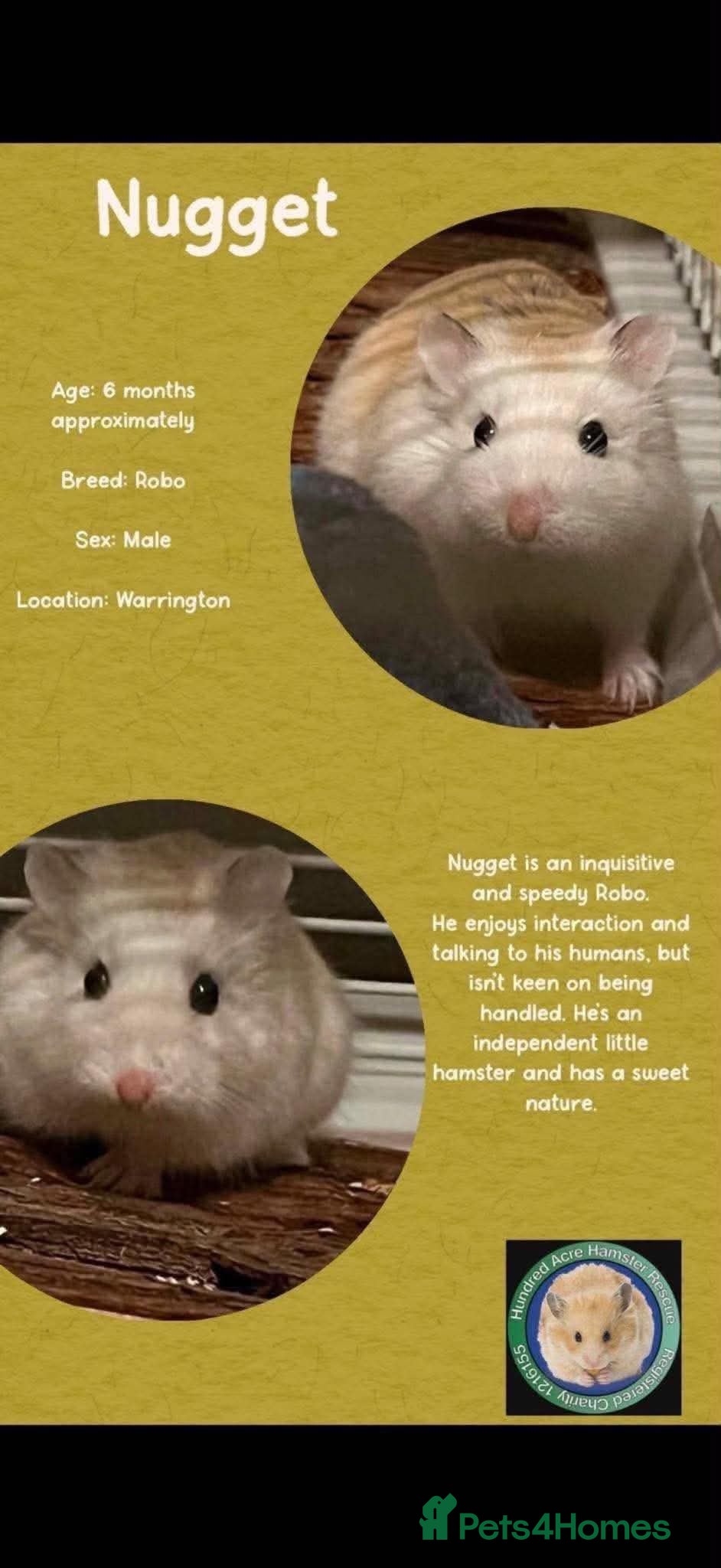 Hamster rodents Hamsters  - Advert 2