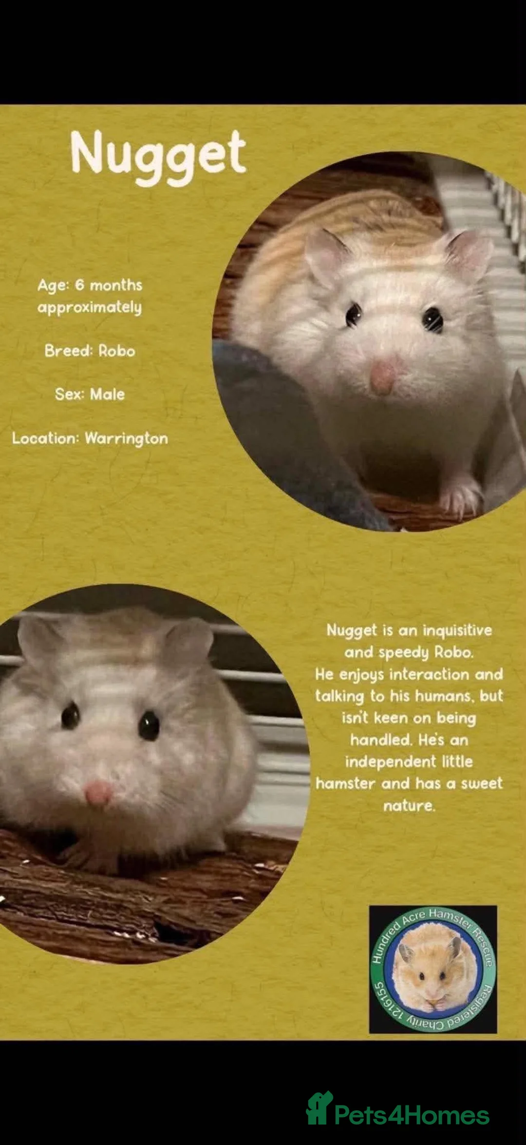 Hamster rodents for sale: Hamsters  - Advert 2