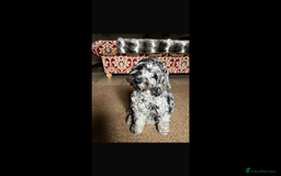 Cockapoo dogs for sale: COCKERPOOS HEALTH TESTED PARENTS - Image 12