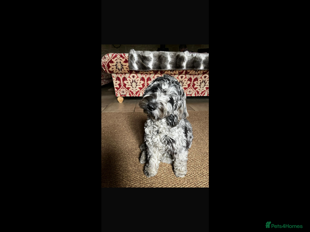 Cockapoo dogs for sale: COCKERPOOS HEALTH TESTED PARENTS - Image 12