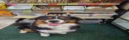 Australian Shepherd dogs for sale: Australian Shepherd Male - Advert 9