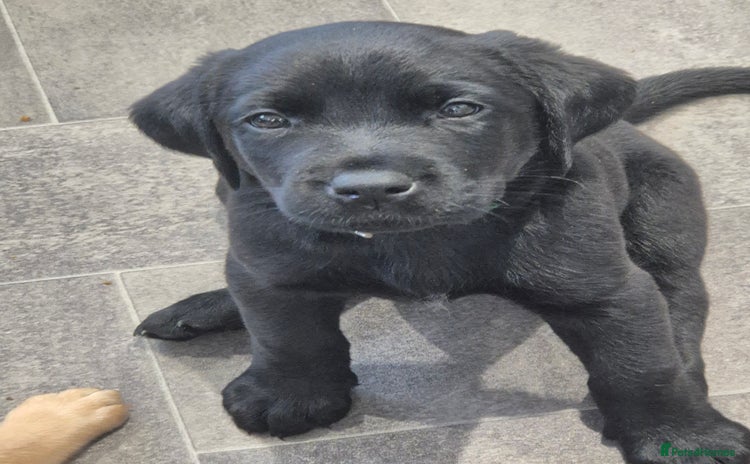 Labrador Retriever dogs - Advert 3