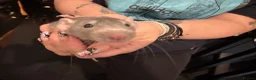 Rat rodents for sale: Adorable baby dumbo rats  - Advert 3