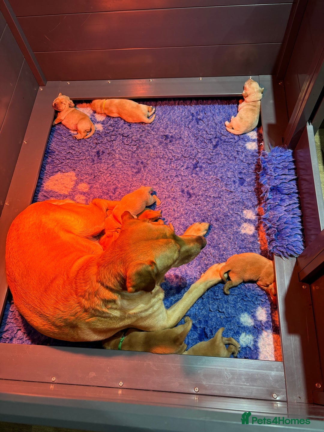 Labrador Retriever dogs for sale: Gorgeous Litter of Labrador Puppies - Advert 2