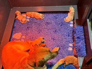 Labrador Retriever dogs Gorgeous Litter of Labrador Puppies - Advert 2