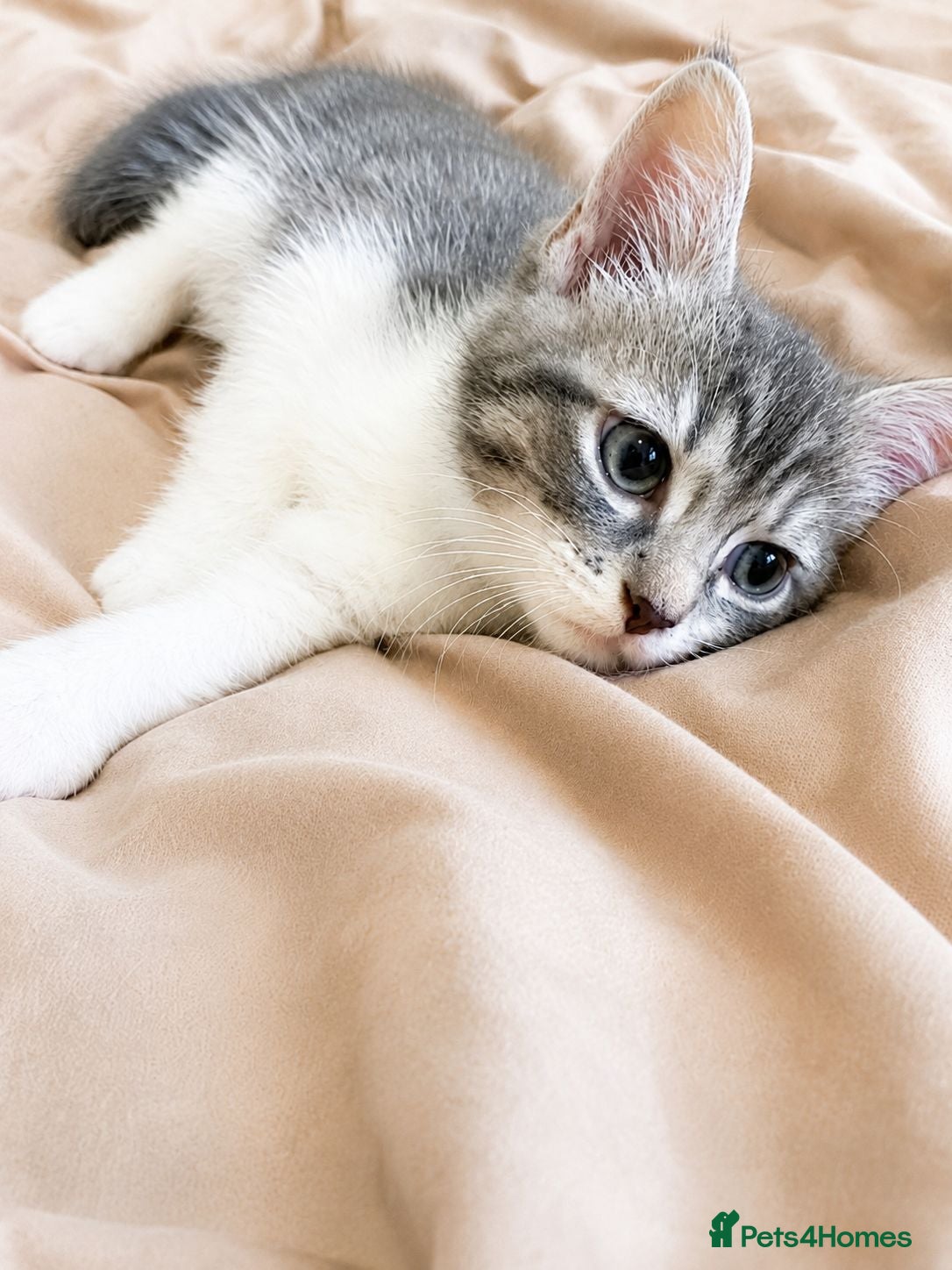 Ragdoll cats Ragdoll cross domestic shorthair mix kittens - Advert 2
