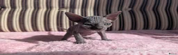 Sphynx cats for sale: Ready for reservation  - Advert 15