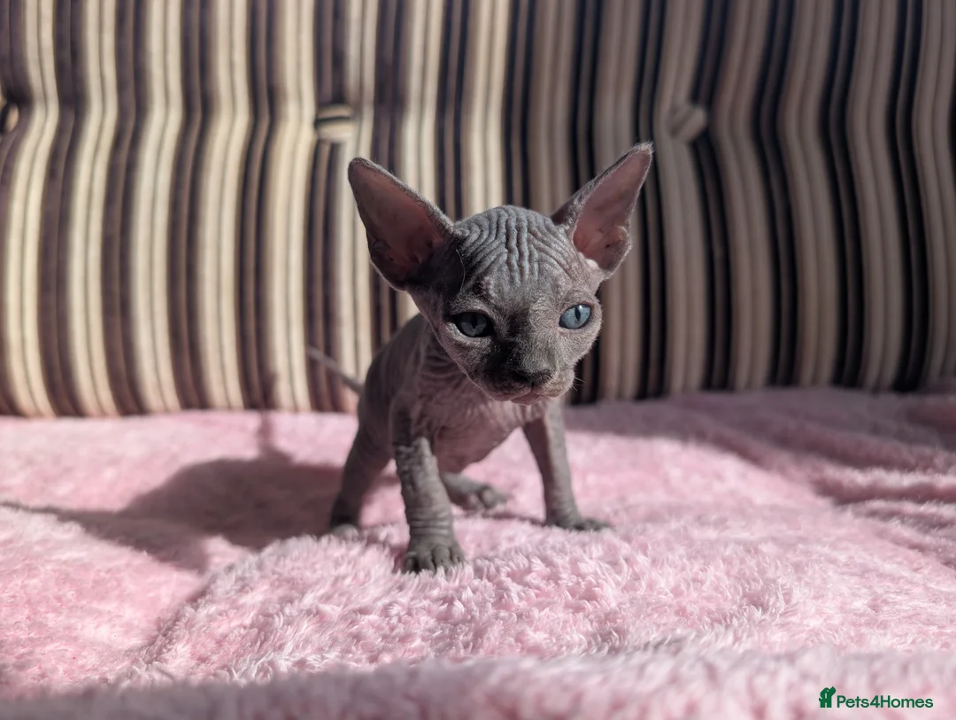 Sphynx cats for sale: Ready for reservation  - Advert 15