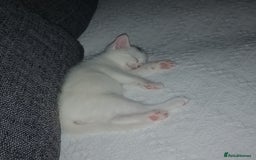Mixed Breed cats for sale: 2 beautiful white kittens - Image 3