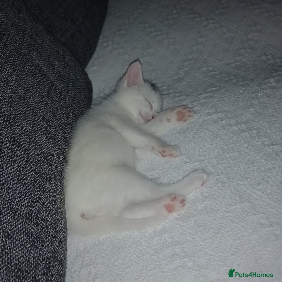 Mixed Breed cats for sale: 2 beautiful white kittens - Image 3