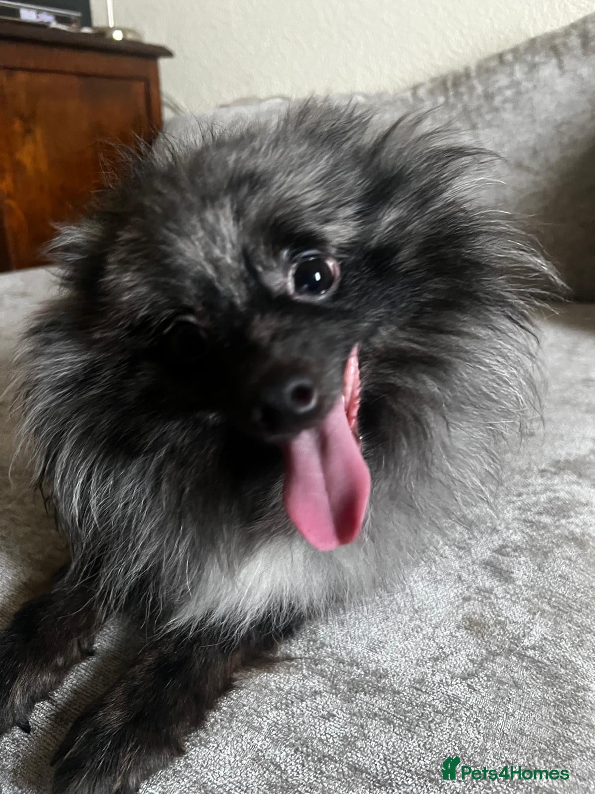 Pomeranian dogs Samson BLUE MERLE MALE FOR STUD - Advert 9