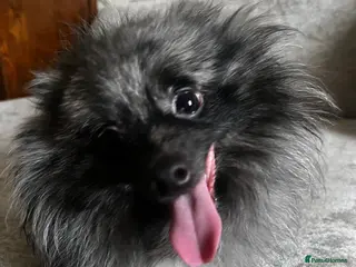 Pomeranian dogs Samson BLUE MERLE MALE FOR STUD - Advert 2