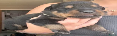Rottweiler 4
