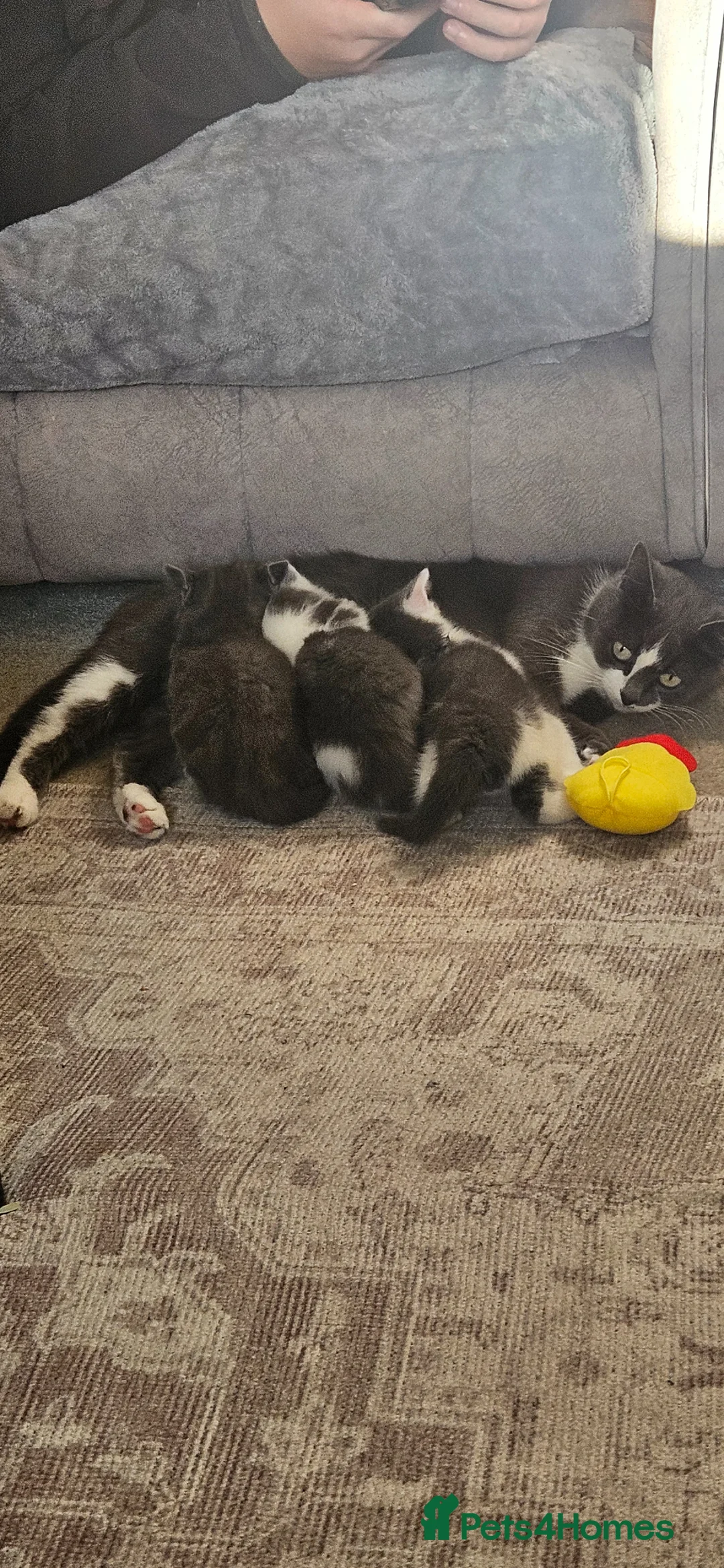Mixed Breed cats for sale: Beautiful little Grey and white Boy - Advert 2