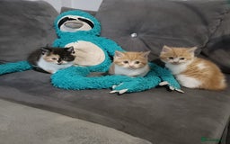 Persian cats for sale: Persian Kittens - Image 8