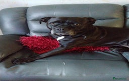 Mixed Breed dogs for sale: Cane Corso Cross (f) - Image 1