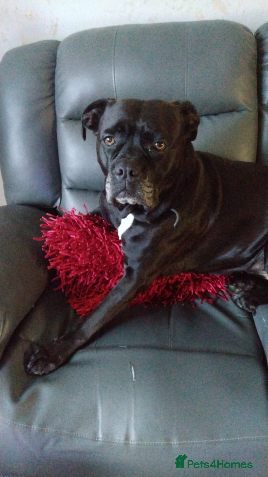 Mixed Breed dogs for sale: Cane Corso Cross (f) - Image 1