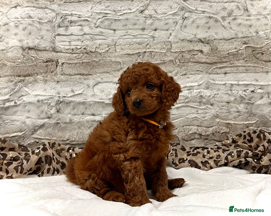 Cockapoo dogs for sale: 🌟Red F1BB Hypoallergenic DNA✅ Mini Show Cockapoos - Advert 5