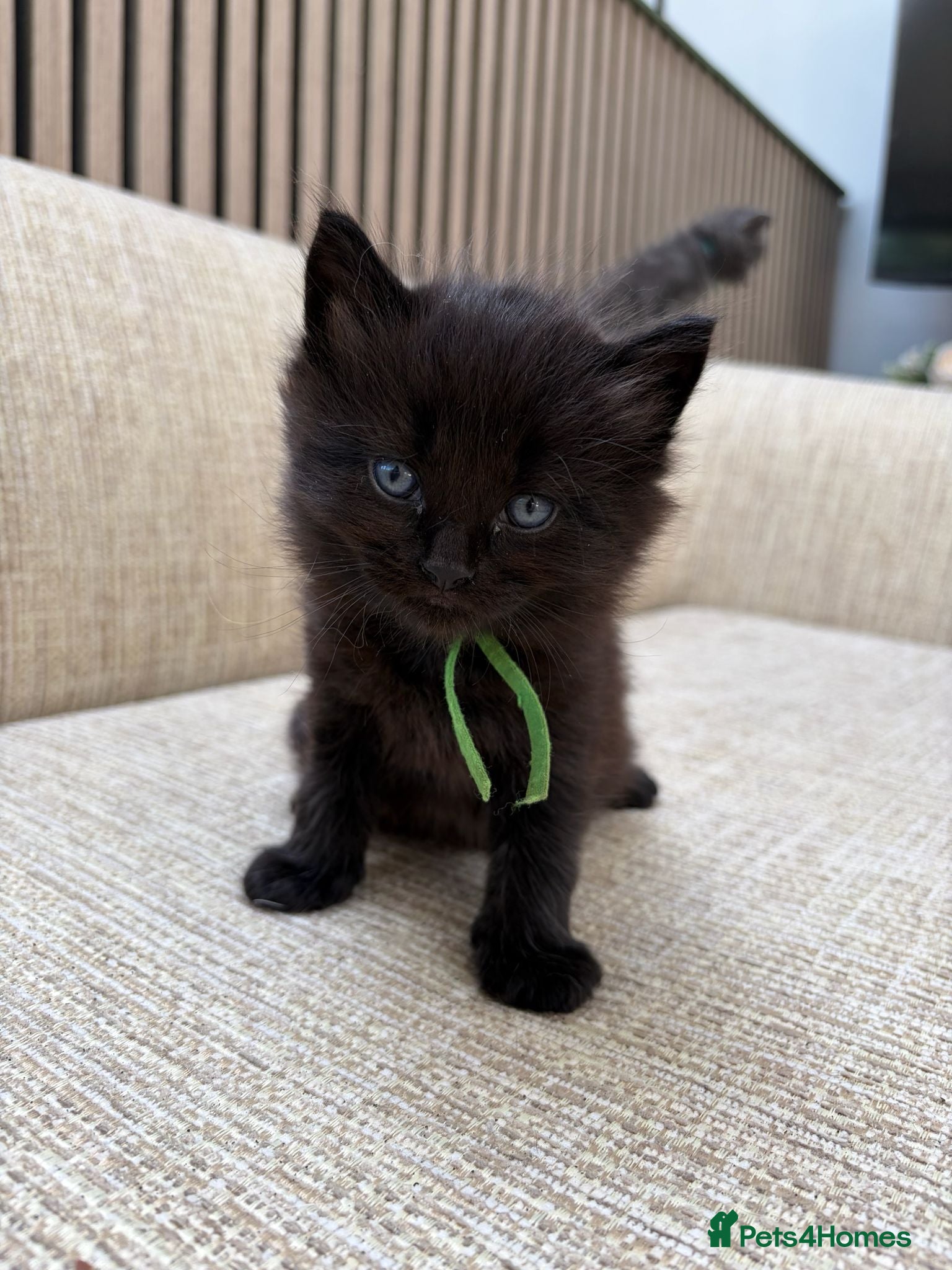 Mixed Breed cats Our 1/2 Maine coon has had kittens!  - Advert 2