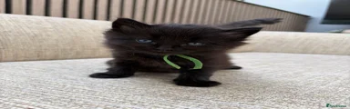 Kitten 1
