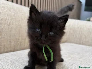 Mixed Breed cats Ready to go❤️Maine coon cross - Advert 5