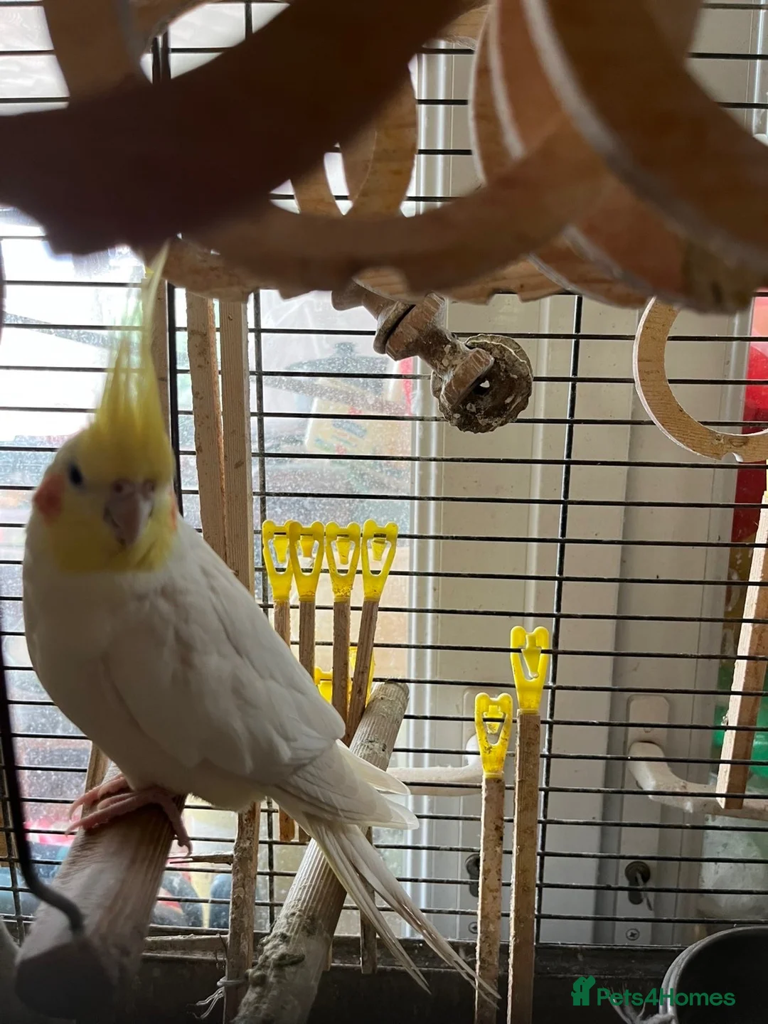 Cockatiels birds for sale: LUTINO COCKATIELS (2) WITH CAGE AND FOOD FOR SALE in Rochester - Advert 1
