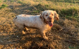 Clumber Spaniel dogs for sale: Fantastic Clumber Spaniel Puppy’s  - Image 19