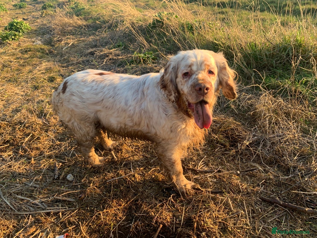 Clumber Spaniel dogs for sale: Fantastic Clumber Spaniel Puppy’s  - Image 19