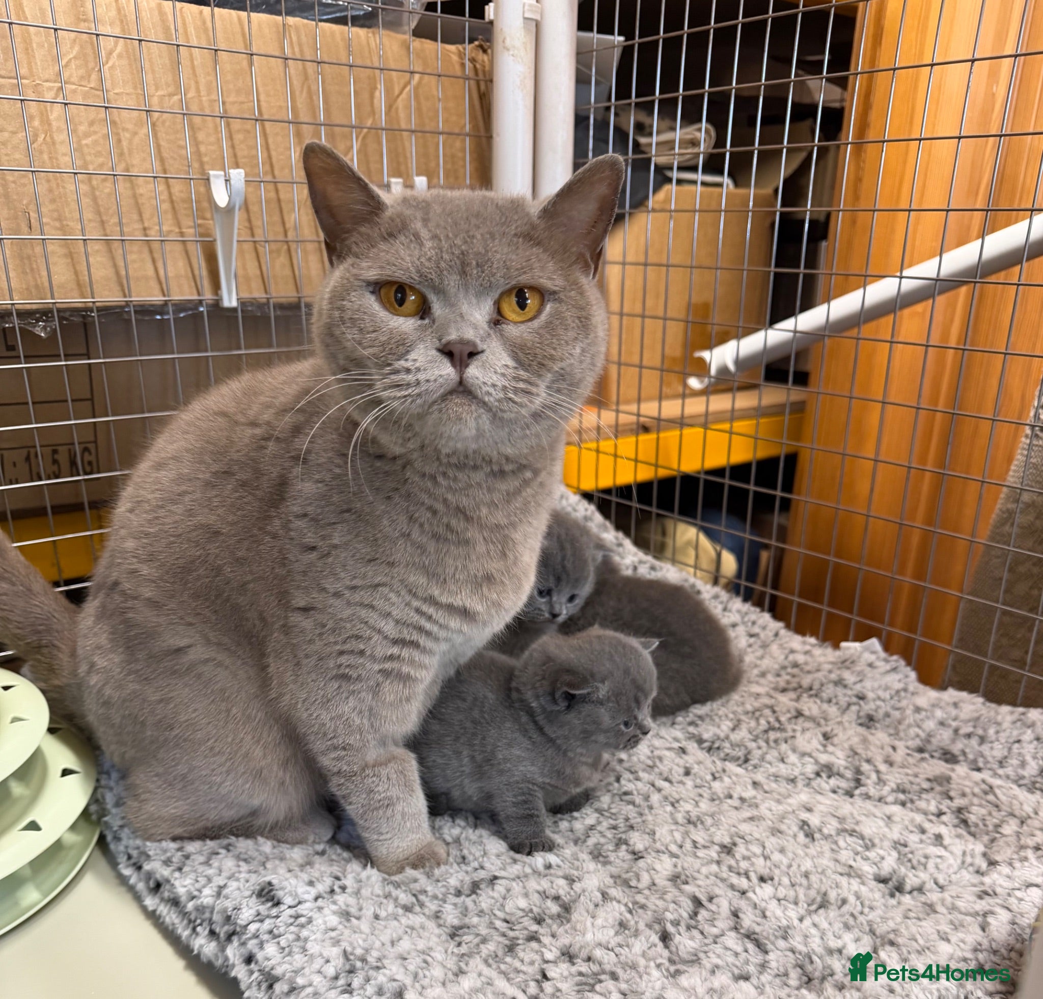 British Shorthair cats Blue BSH kittens - Advert 2