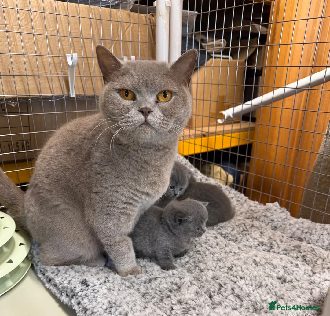 British Shorthair cats for sale: Blue BSH kittens - Advert 2