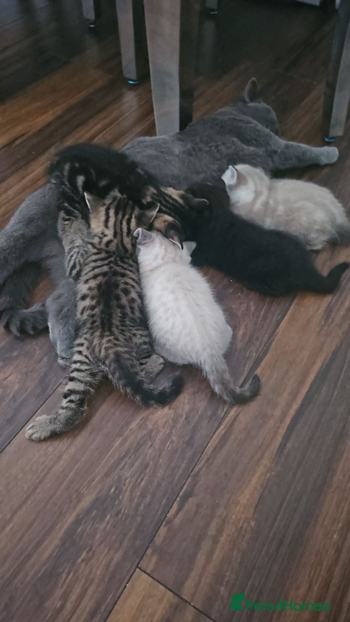 Bengal cats Bengal x British Shorthair  - Advert 4