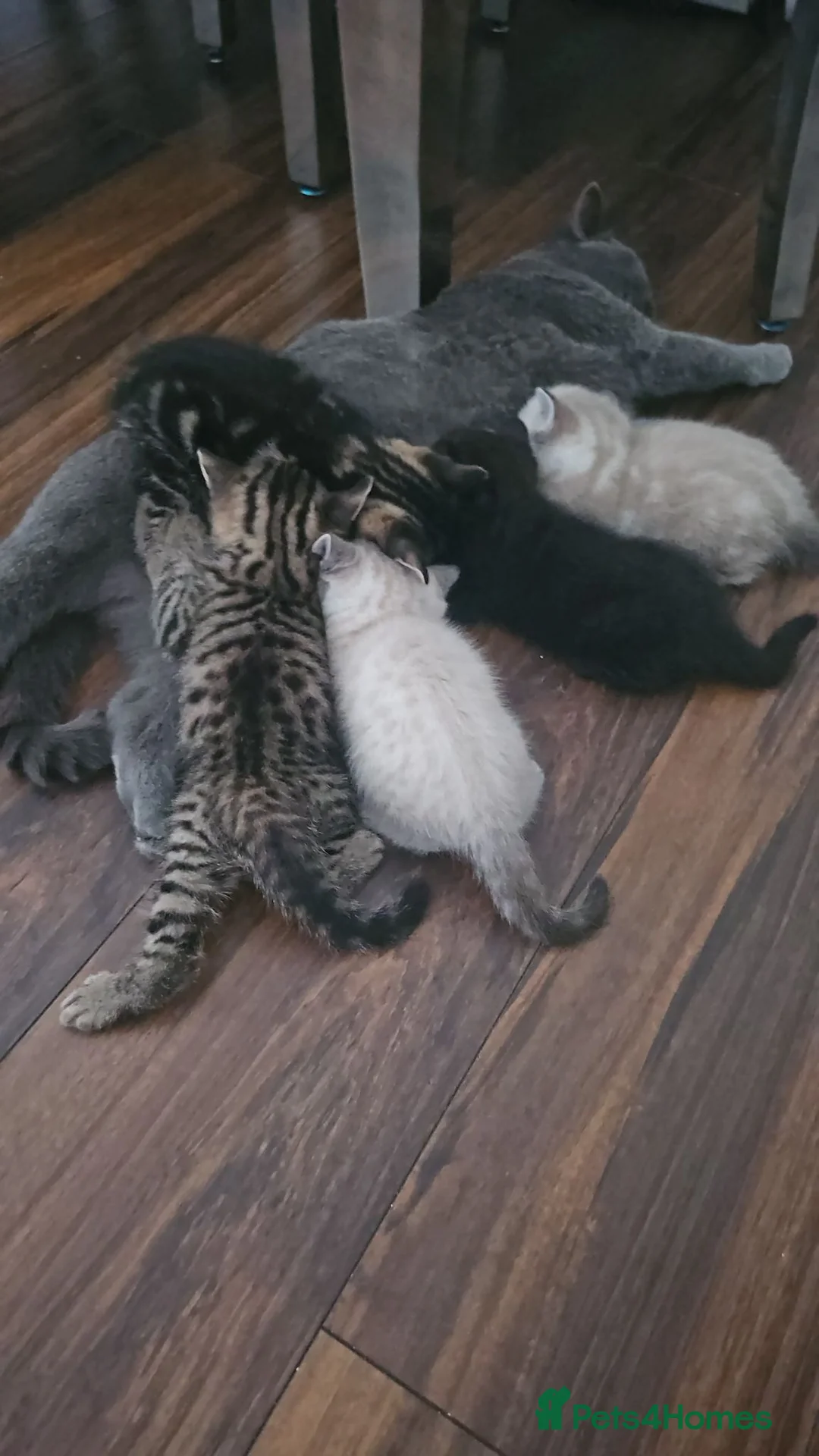 Bengal cats for sale: Bengal x British Shorthair  - Advert 1