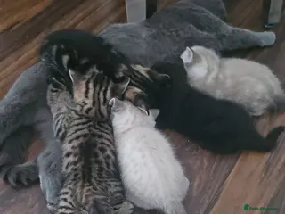 Bengal cats Bengal x British Shorthair - Advert 5