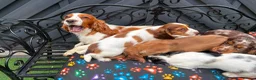 Cocker Spaniel dogs for sale: KC cocker spaniel puppies.  - Advert 11