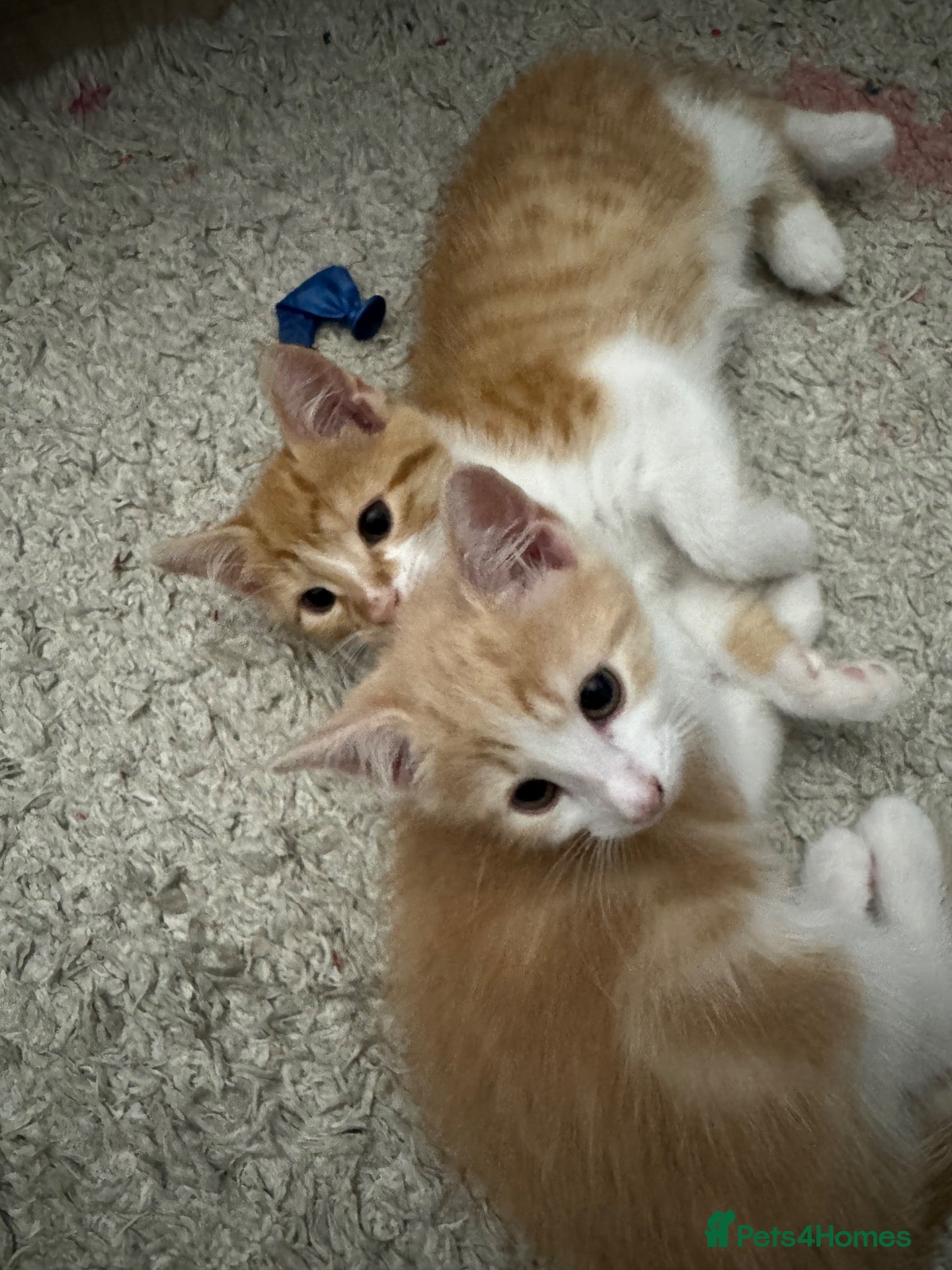 Mixed Breed cats Beautiful kittens looking for home ❤️ - Advert 2