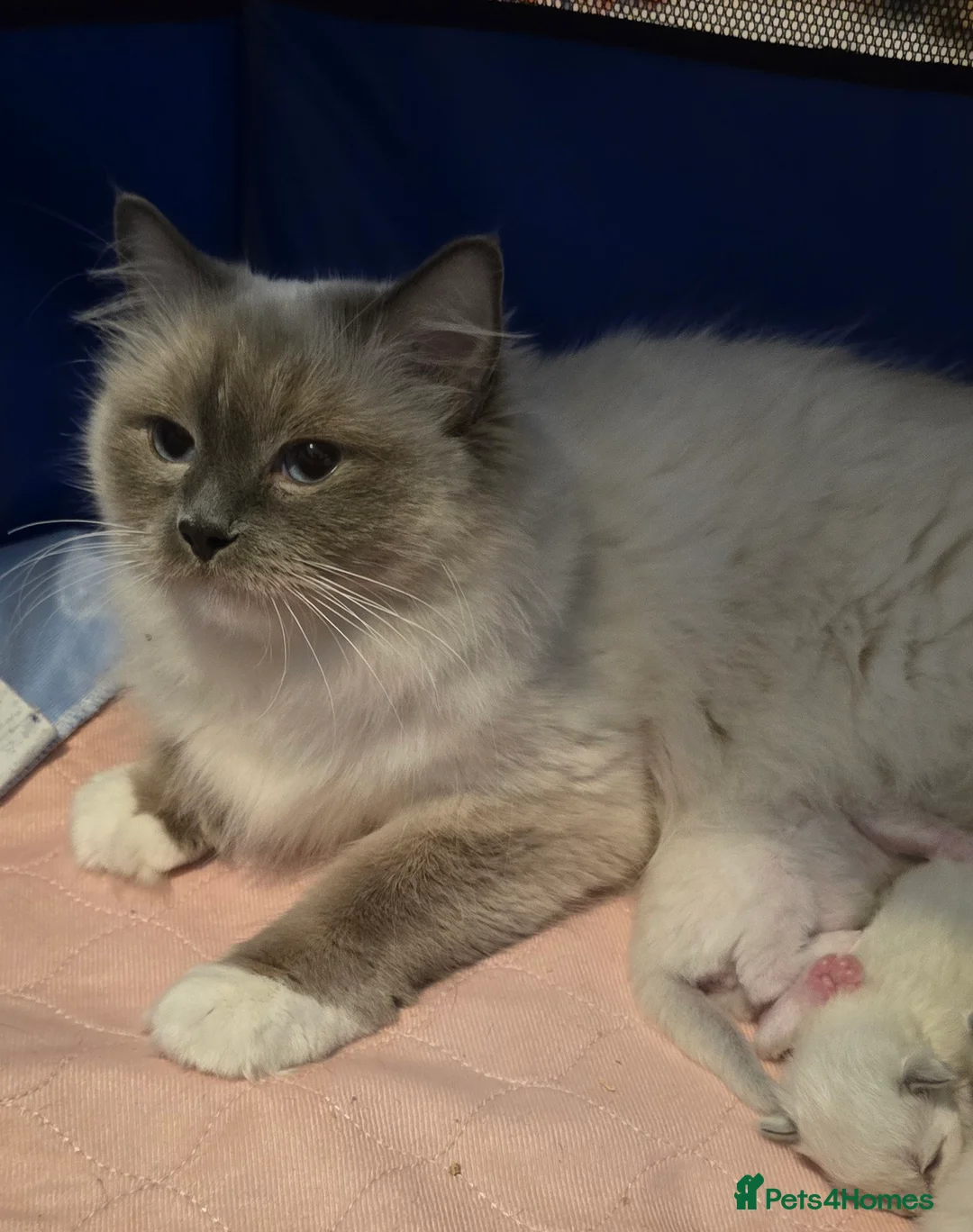 Ragdoll cats for sale: Ragdoll - Advert 2